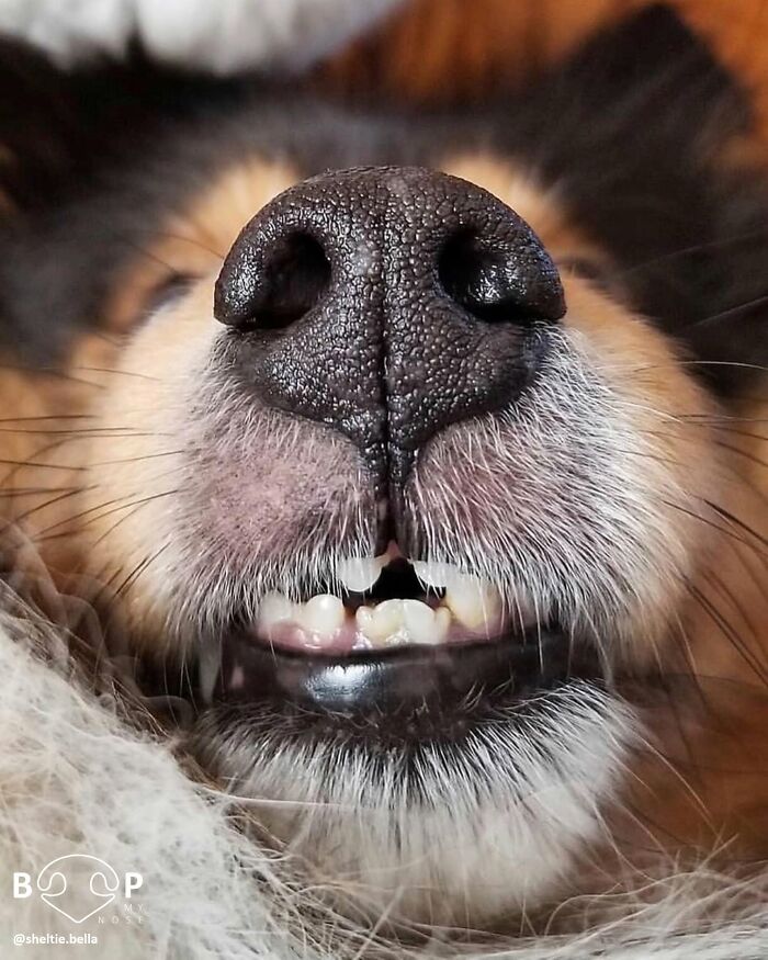 This Page Shared 60 Animal Noses So Close You Can Almost Boop Them Through Your Screen This Page Shared 60 Animal Noses So Close You Can Almost Boop Them Through Your Screen