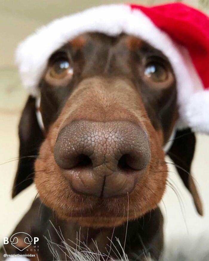 This Page Shared 60 Animal Noses So Close You Can Almost Boop Them Through Your Screen This Page Shared 60 Animal Noses So Close You Can Almost Boop Them Through Your Screen