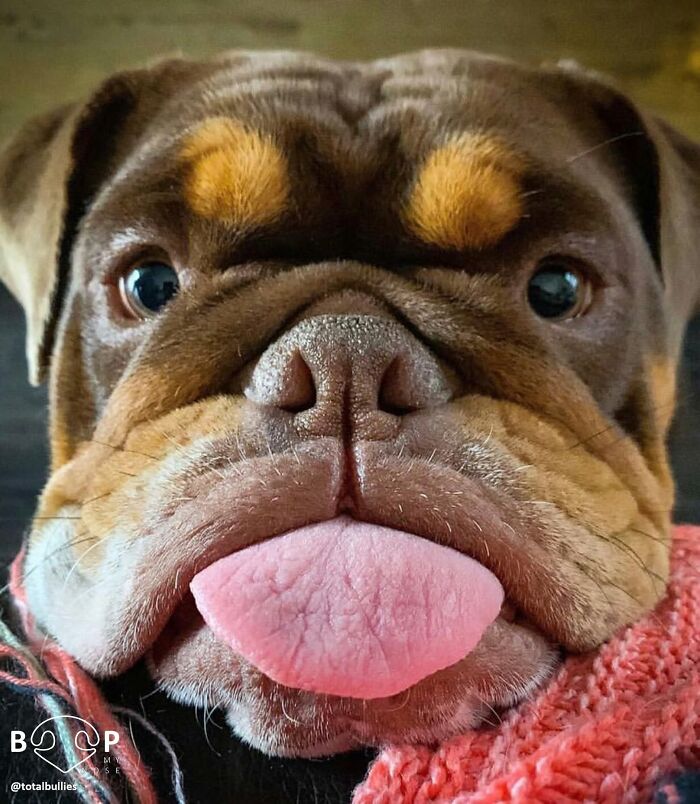 This Page Shared 60 Animal Noses So Close You Can Almost Boop Them Through Your Screen This Page Shared 60 Animal Noses So Close You Can Almost Boop Them Through Your Screen