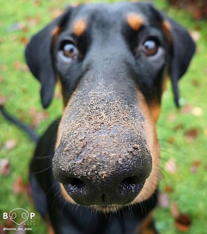 This Page Shared 60 Animal Noses So Close You Can Almost Boop Them Through Your Screen This Page Shared 60 Animal Noses So Close You Can Almost Boop Them Through Your Screen
