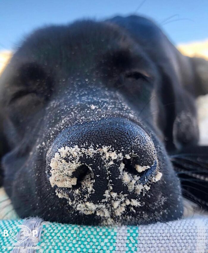 This Page Shared 60 Animal Noses So Close You Can Almost Boop Them Through Your Screen This Page Shared 60 Animal Noses So Close You Can Almost Boop Them Through Your Screen