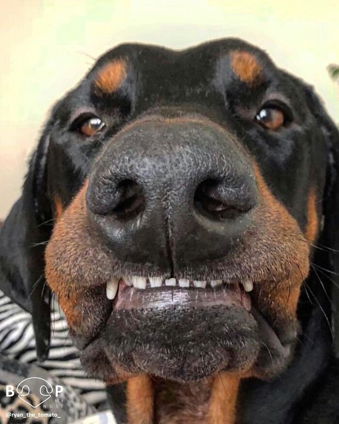 This Page Shared 60 Animal Noses So Close You Can Almost Boop Them Through Your Screen This Page Shared 60 Animal Noses So Close You Can Almost Boop Them Through Your Screen