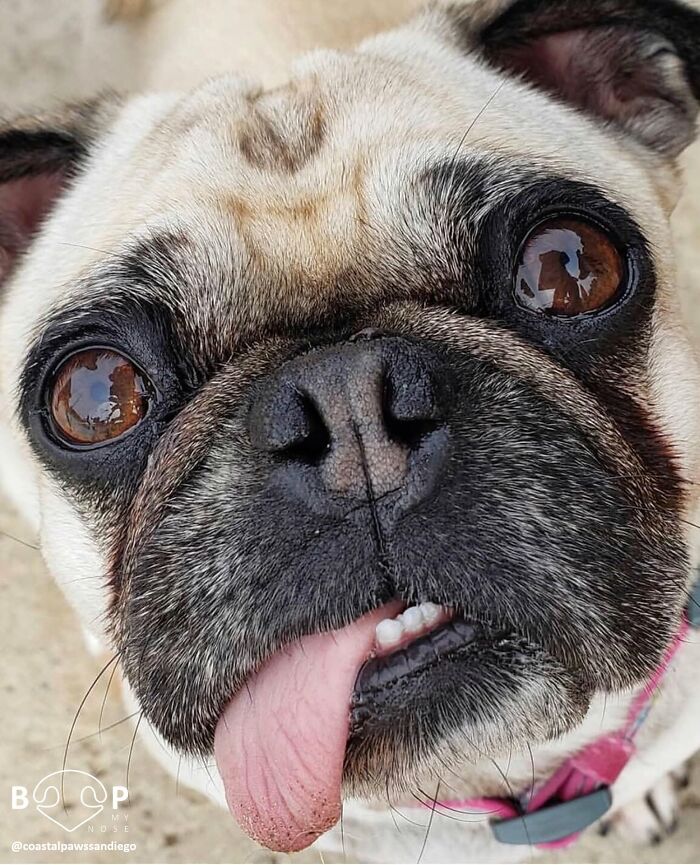 This Page Shared 60 Animal Noses So Close You Can Almost Boop Them Through Your Screen This Page Shared 60 Animal Noses So Close You Can Almost Boop Them Through Your Screen