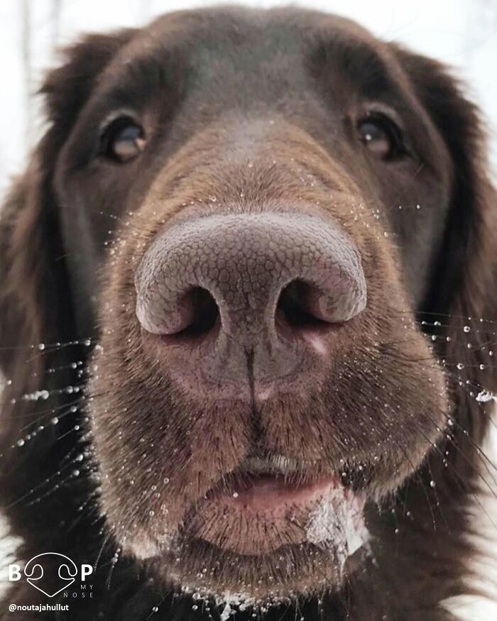 This Page Shared 60 Animal Noses So Close You Can Almost Boop Them Through Your Screen This Page Shared 60 Animal Noses So Close You Can Almost Boop Them Through Your Screen