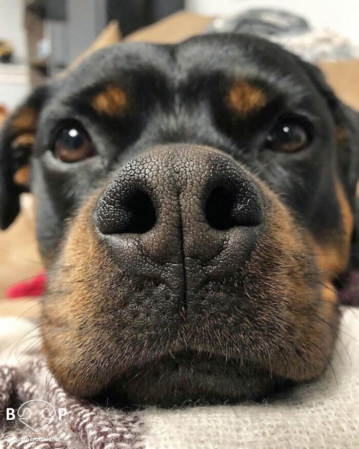 This Page Shared 60 Animal Noses So Close You Can Almost Boop Them Through Your Screen This Page Shared 60 Animal Noses So Close You Can Almost Boop Them Through Your Screen