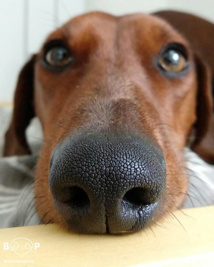 This Page Shared 60 Animal Noses So Close You Can Almost Boop Them Through Your Screen This Page Shared 60 Animal Noses So Close You Can Almost Boop Them Through Your Screen