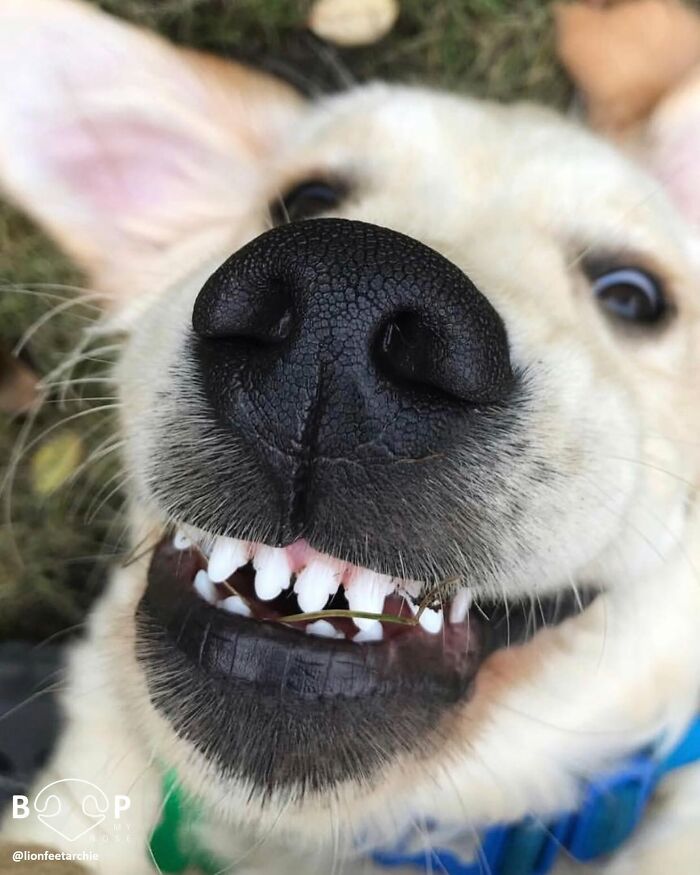 This Page Shared 60 Animal Noses So Close You Can Almost Boop Them Through Your Screen This Page Shared 60 Animal Noses So Close You Can Almost Boop Them Through Your Screen