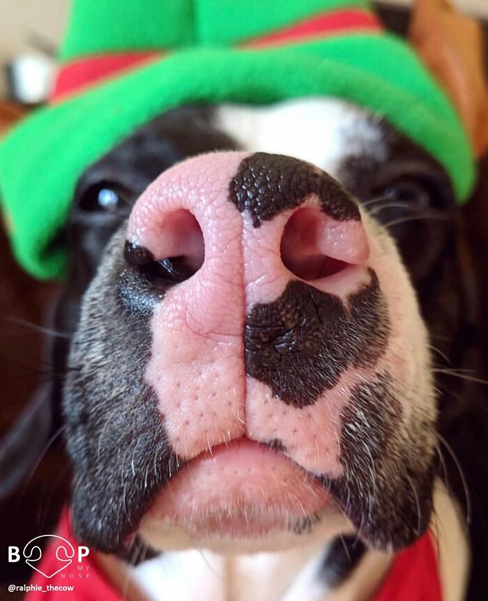 This Page Shared 60 Animal Noses So Close You Can Almost Boop Them Through Your Screen This Page Shared 60 Animal Noses So Close You Can Almost Boop Them Through Your Screen