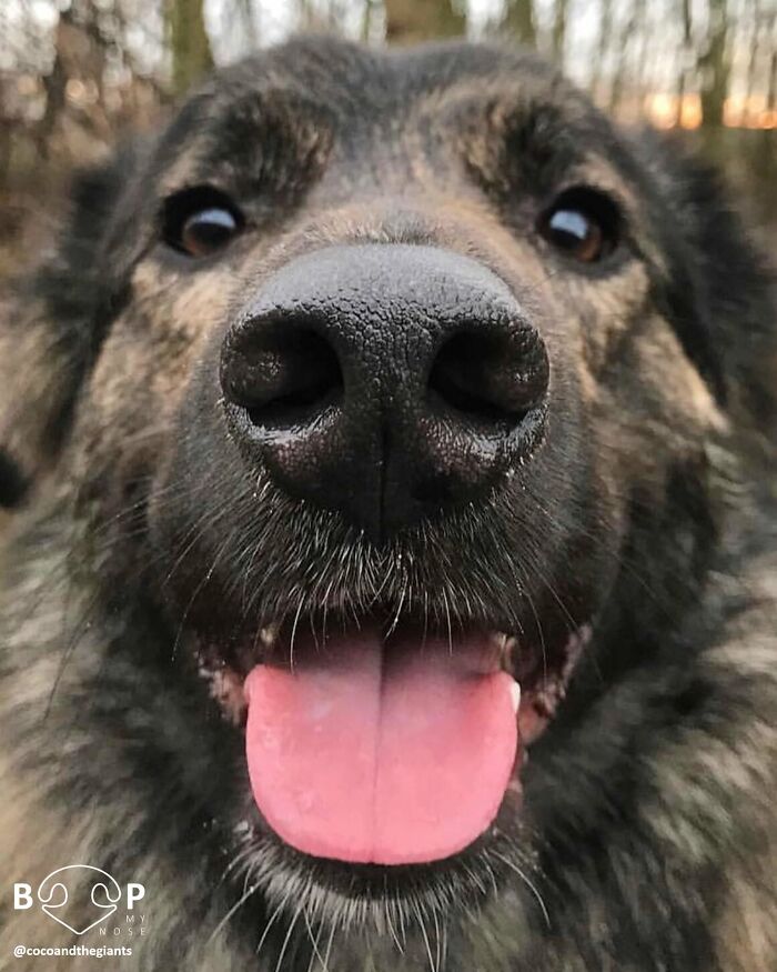 This Page Shared 60 Animal Noses So Close You Can Almost Boop Them Through Your Screen This Page Shared 60 Animal Noses So Close You Can Almost Boop Them Through Your Screen