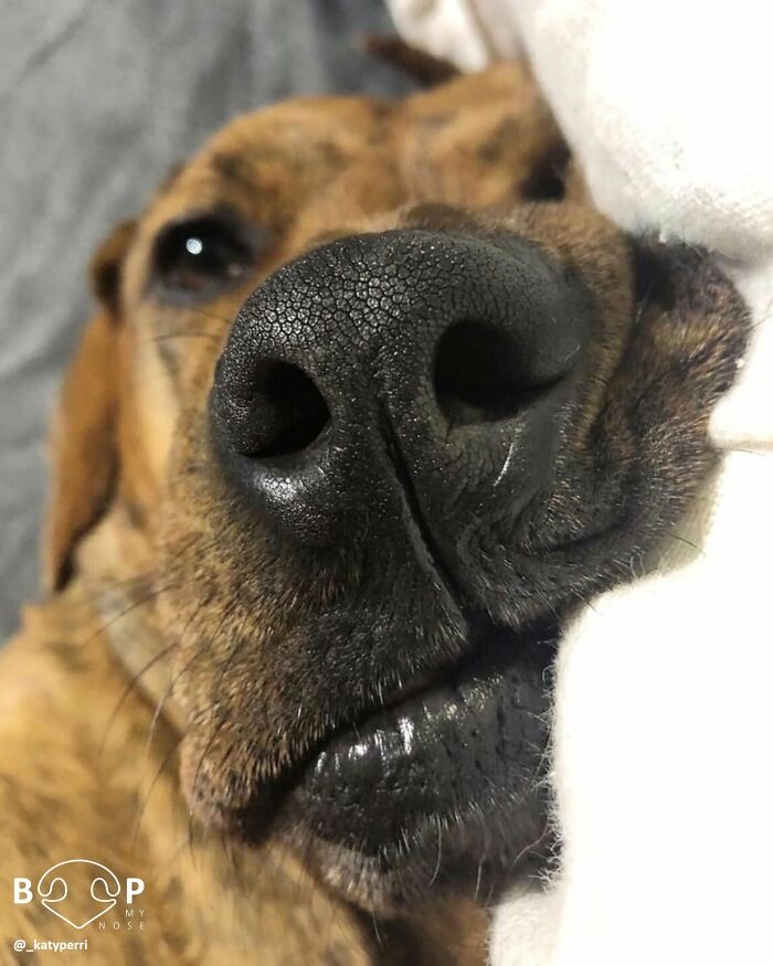 This Page Shared 60 Animal Noses So Close You Can Almost Boop Them Through Your Screen This Page Shared 60 Animal Noses So Close You Can Almost Boop Them Through Your Screen