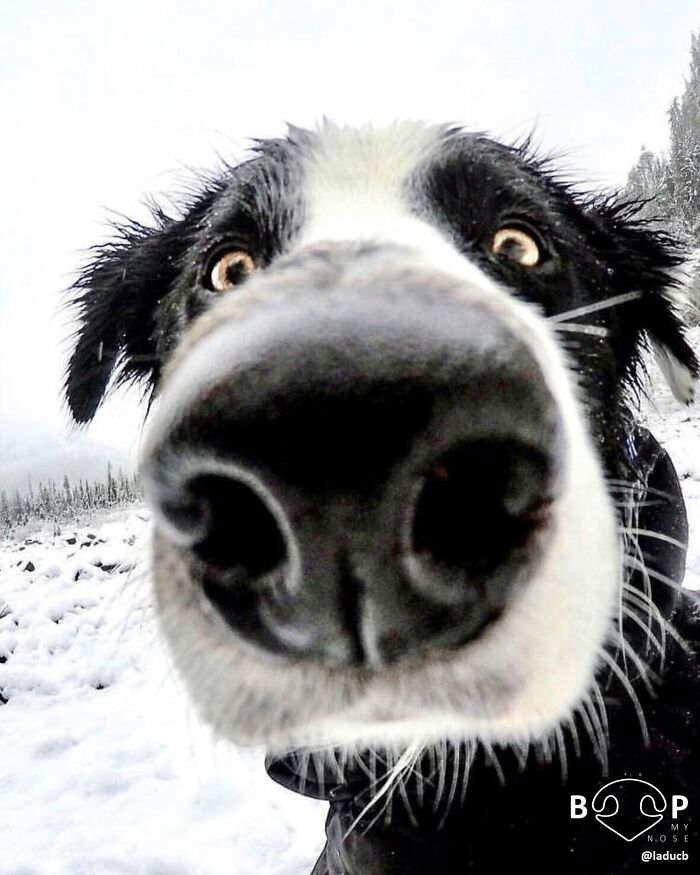 This Page Shared 60 Animal Noses So Close You Can Almost Boop Them Through Your Screen This Page Shared 60 Animal Noses So Close You Can Almost Boop Them Through Your Screen