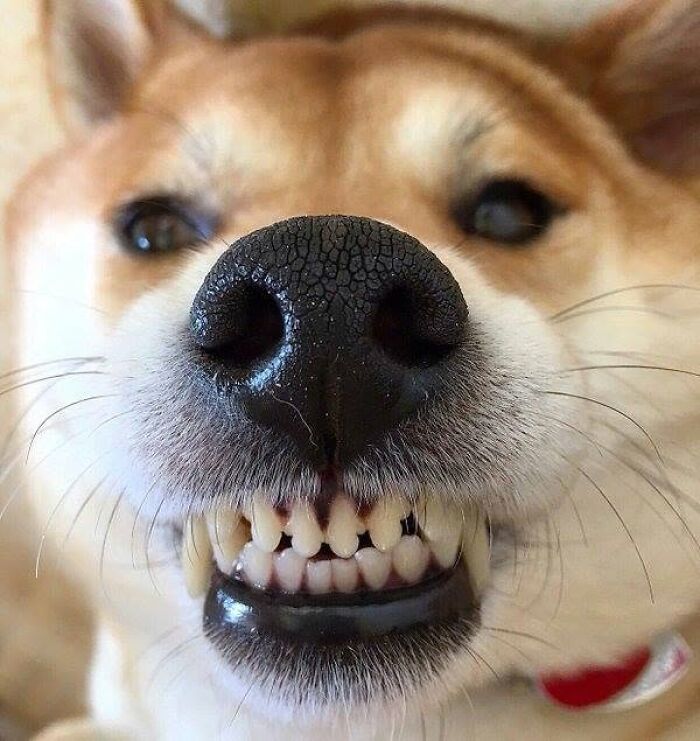 This Page Shared 60 Animal Noses So Close You Can Almost Boop Them Through Your Screen This Page Shared 60 Animal Noses So Close You Can Almost Boop Them Through Your Screen