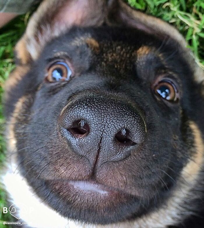 This Page Shared 60 Animal Noses So Close You Can Almost Boop Them Through Your Screen This Page Shared 60 Animal Noses So Close You Can Almost Boop Them Through Your Screen