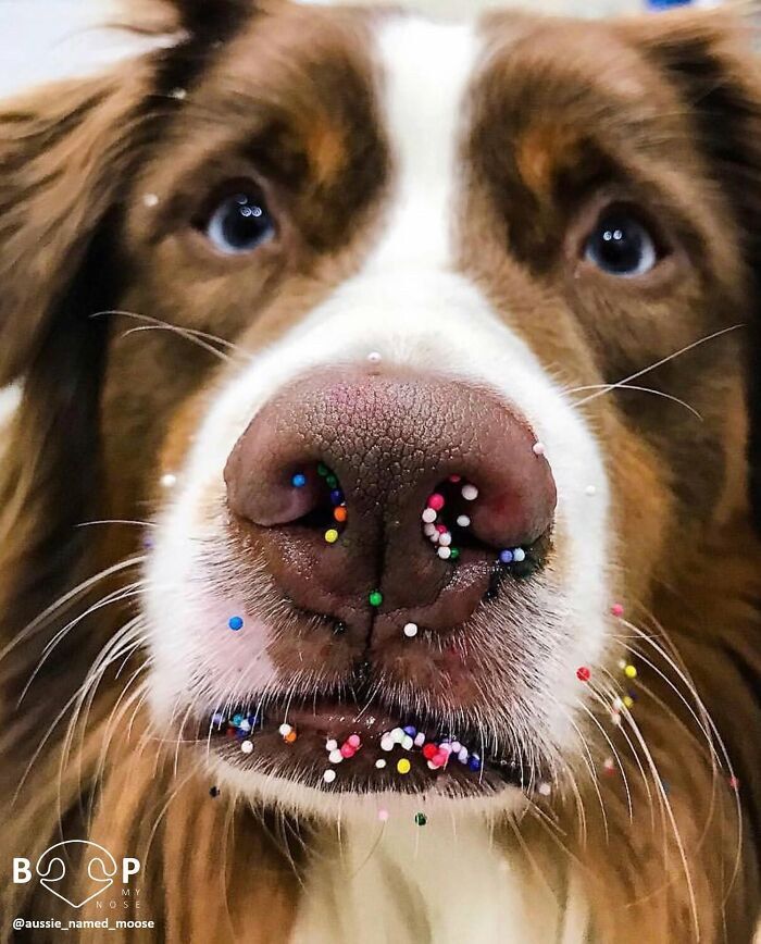 This Page Shared 60 Animal Noses So Close You Can Almost Boop Them Through Your Screen This Page Shared 60 Animal Noses So Close You Can Almost Boop Them Through Your Screen