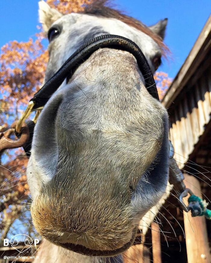 This Page Shared 60 Animal Noses So Close You Can Almost Boop Them Through Your Screen This Page Shared 60 Animal Noses So Close You Can Almost Boop Them Through Your Screen