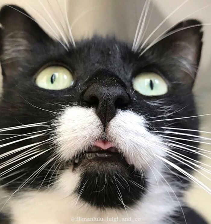 This Page Shared 60 Animal Noses So Close You Can Almost Boop Them Through Your Screen This Page Shared 60 Animal Noses So Close You Can Almost Boop Them Through Your Screen