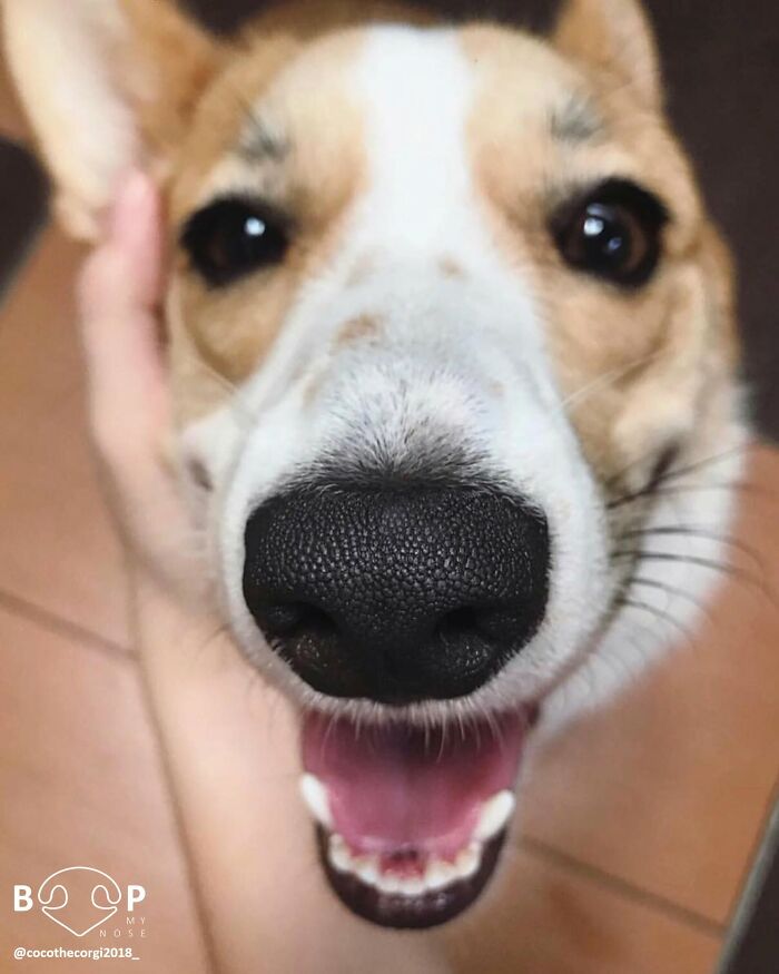 This Page Shared 60 Animal Noses So Close You Can Almost Boop Them Through Your Screen This Page Shared 60 Animal Noses So Close You Can Almost Boop Them Through Your Screen