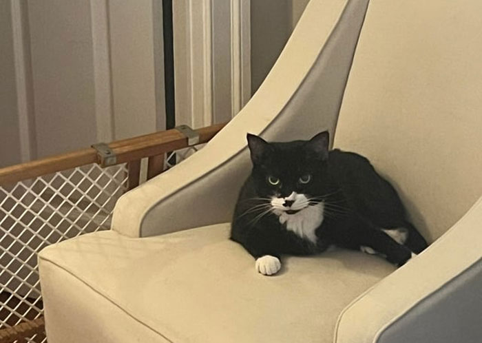 Couple Trust Their Home To A House Sitter While Abroad, End Up With A Crashed Car And A Lost Cat