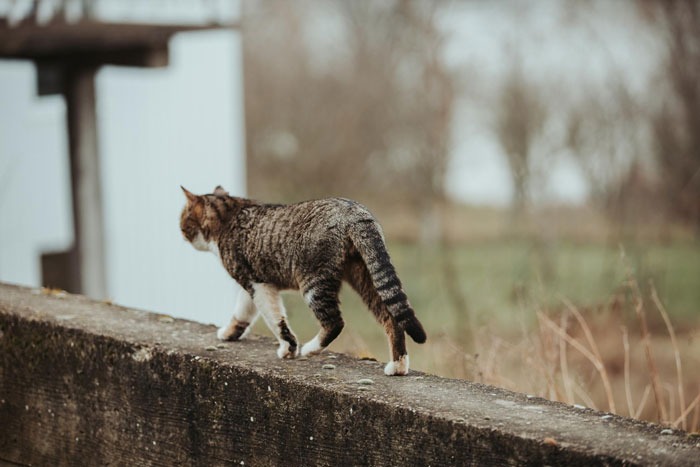 Couple Trust Their Home To A House Sitter While Abroad, End Up With A Crashed Car And A Lost Cat