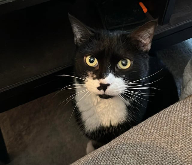 Couple Trust Their Home To A House Sitter While Abroad, End Up With A Crashed Car And A Lost Cat