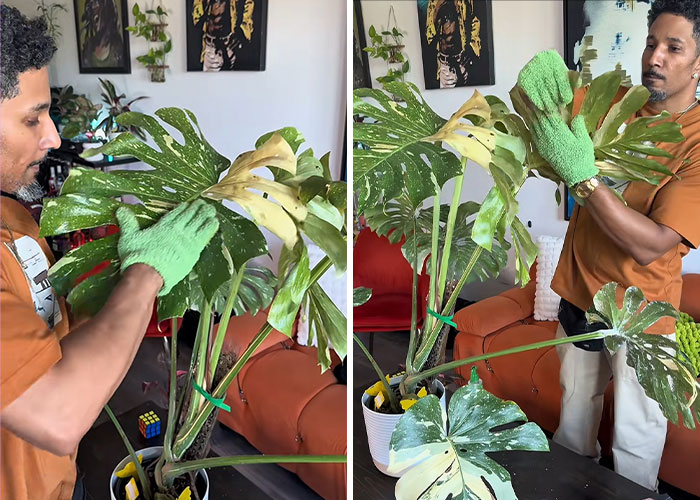 Man Left In Dire Medical Situation Needing A Transplant Because Of His 67 Plants, Expert Unveils Dangers Man Left In Dire Medical Situation Needing A Transplant Because Of His 67 Plants, Expert Unveils Dangers