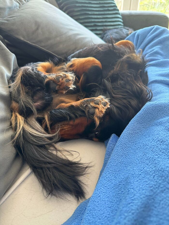 130 Cute And Derpy Pets That Look Like They Were “Assembled” Wrong 130 Cute And Derpy Pets That Look Like They Were “Assembled” Wrong