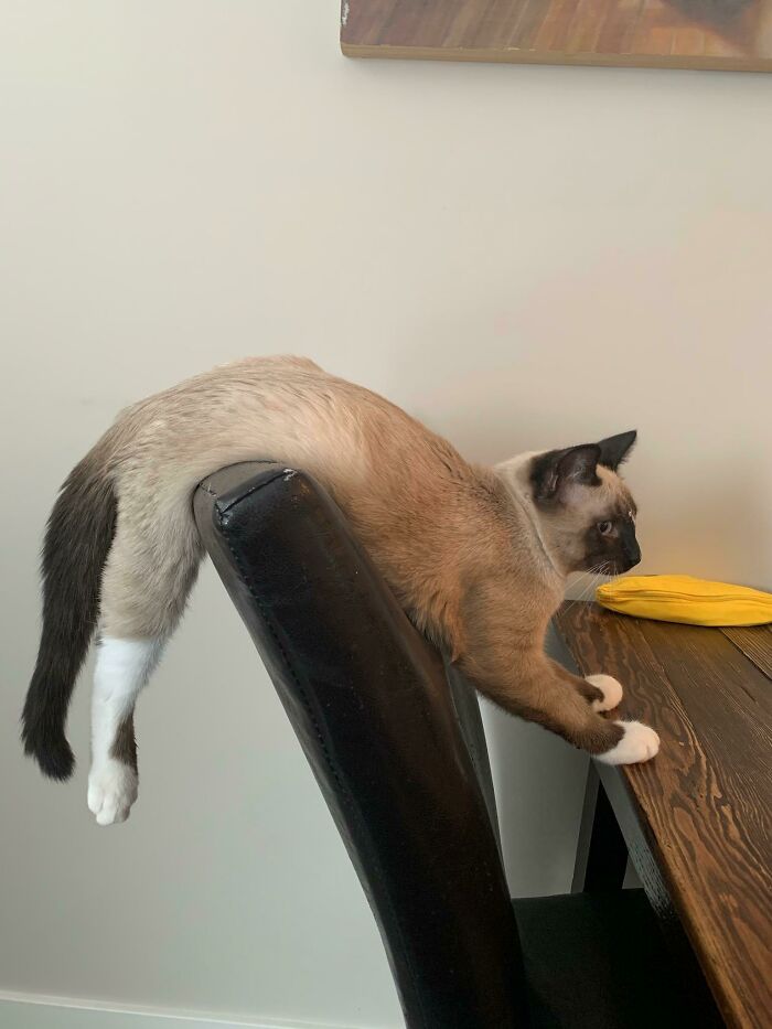 130 Cute And Derpy Pets That Look Like They Were “Assembled” Wrong 130 Cute And Derpy Pets That Look Like They Were “Assembled” Wrong