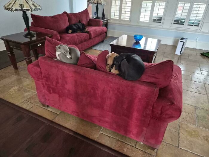 130 Cute And Derpy Pets That Look Like They Were “Assembled” Wrong 130 Cute And Derpy Pets That Look Like They Were “Assembled” Wrong