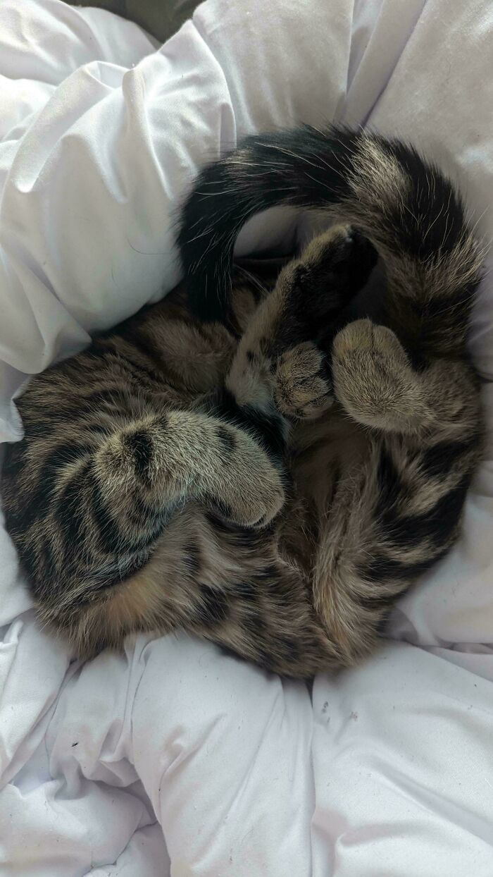 130 Cute And Derpy Pets That Look Like They Were “Assembled” Wrong 130 Cute And Derpy Pets That Look Like They Were “Assembled” Wrong