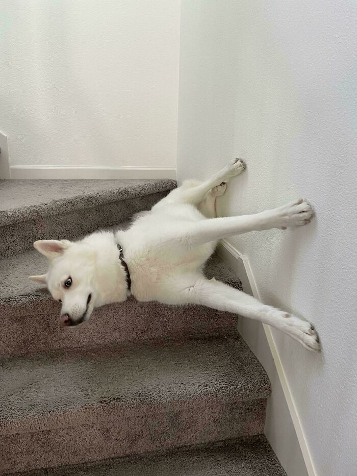 130 Cute And Derpy Pets That Look Like They Were “Assembled” Wrong 130 Cute And Derpy Pets That Look Like They Were “Assembled” Wrong