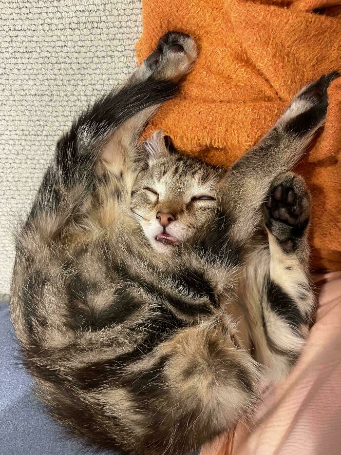 130 Cute And Derpy Pets That Look Like They Were “Assembled” Wrong 130 Cute And Derpy Pets That Look Like They Were “Assembled” Wrong