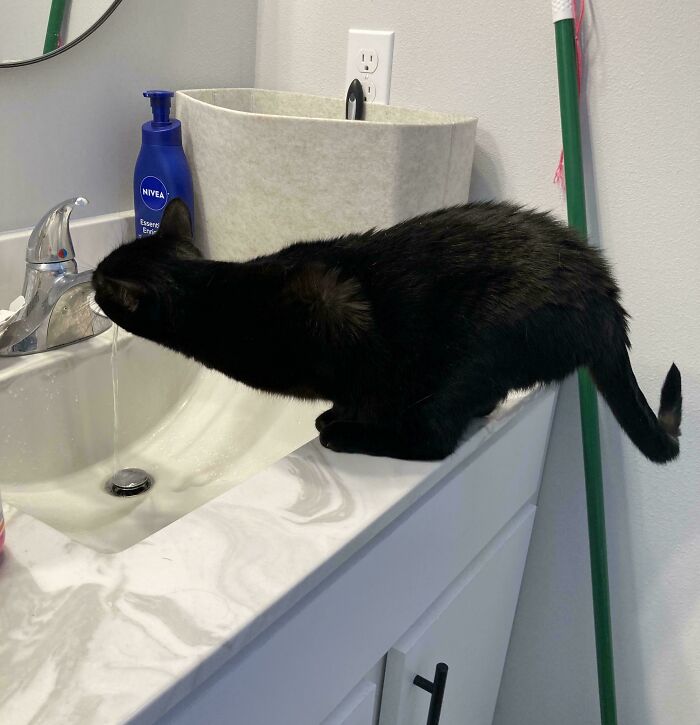 130 Cute And Derpy Pets That Look Like They Were “Assembled” Wrong 130 Cute And Derpy Pets That Look Like They Were “Assembled” Wrong