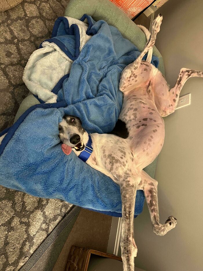 130 Cute And Derpy Pets That Look Like They Were “Assembled” Wrong 130 Cute And Derpy Pets That Look Like They Were “Assembled” Wrong
