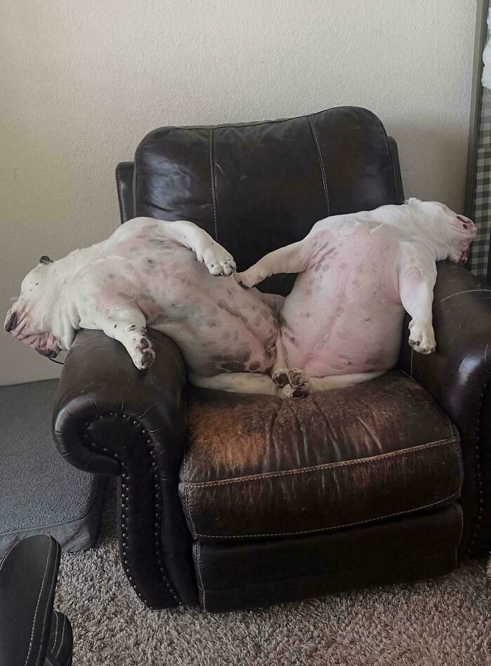 130 Cute And Derpy Pets That Look Like They Were “Assembled” Wrong 130 Cute And Derpy Pets That Look Like They Were “Assembled” Wrong