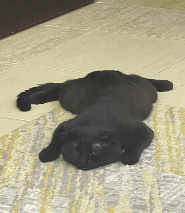 130 Cute And Derpy Pets That Look Like They Were “Assembled” Wrong 130 Cute And Derpy Pets That Look Like They Were “Assembled” Wrong