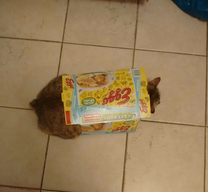 130 Cute And Derpy Pets That Look Like They Were “Assembled” Wrong 130 Cute And Derpy Pets That Look Like They Were “Assembled” Wrong