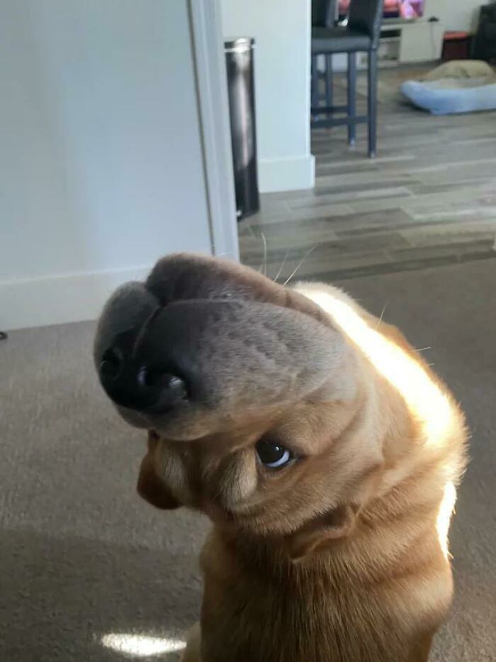 130 Cute And Derpy Pets That Look Like They Were “Assembled” Wrong 130 Cute And Derpy Pets That Look Like They Were “Assembled” Wrong