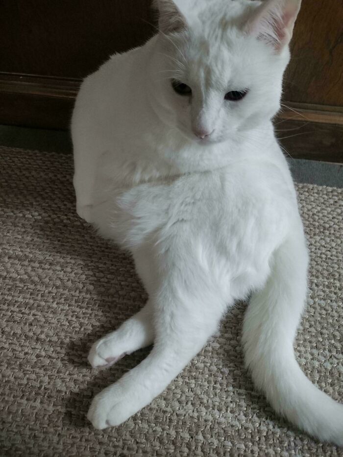 130 Cute And Derpy Pets That Look Like They Were “Assembled” Wrong 130 Cute And Derpy Pets That Look Like They Were “Assembled” Wrong
