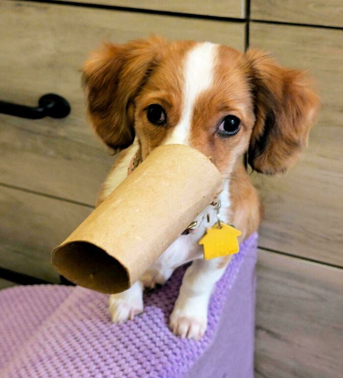 130 Cute And Derpy Pets That Look Like They Were “Assembled” Wrong 130 Cute And Derpy Pets That Look Like They Were “Assembled” Wrong