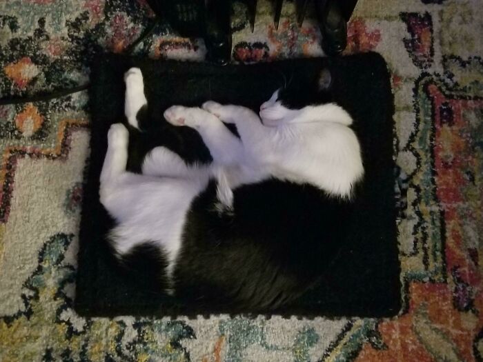 130 Cute And Derpy Pets That Look Like They Were “Assembled” Wrong 130 Cute And Derpy Pets That Look Like They Were “Assembled” Wrong