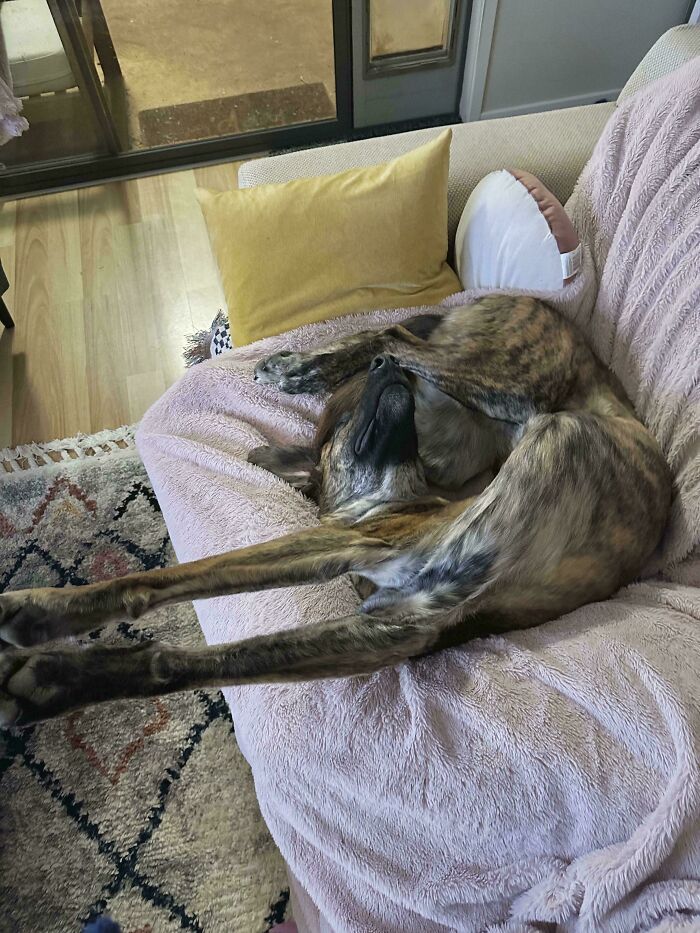 130 Cute And Derpy Pets That Look Like They Were “Assembled” Wrong 130 Cute And Derpy Pets That Look Like They Were “Assembled” Wrong