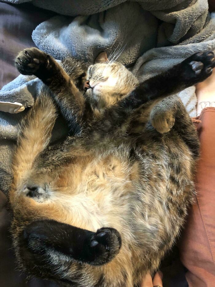 130 Cute And Derpy Pets That Look Like They Were “Assembled” Wrong 130 Cute And Derpy Pets That Look Like They Were “Assembled” Wrong