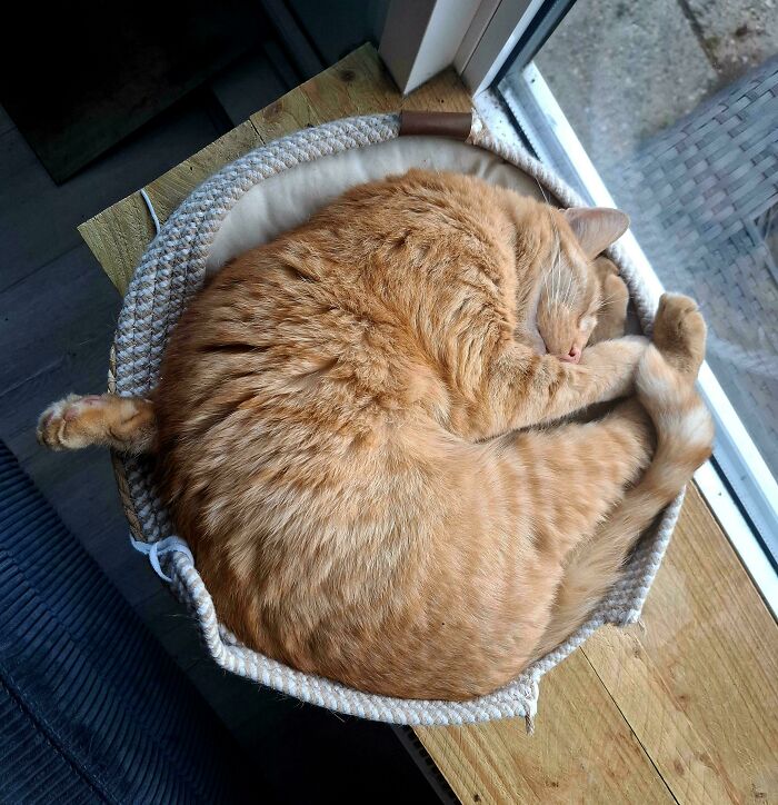 130 Cute And Derpy Pets That Look Like They Were “Assembled” Wrong 130 Cute And Derpy Pets That Look Like They Were “Assembled” Wrong