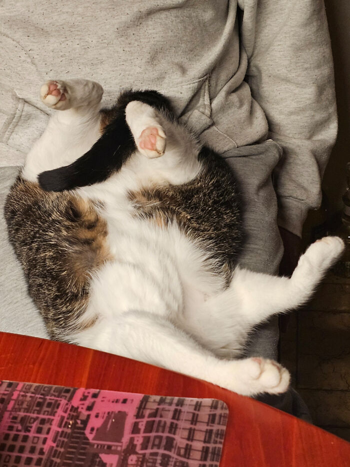 130 Cute And Derpy Pets That Look Like They Were “Assembled” Wrong 130 Cute And Derpy Pets That Look Like They Were “Assembled” Wrong