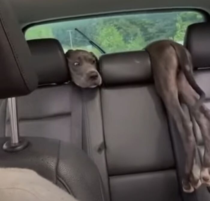 130 Cute And Derpy Pets That Look Like They Were “Assembled” Wrong 130 Cute And Derpy Pets That Look Like They Were “Assembled” Wrong