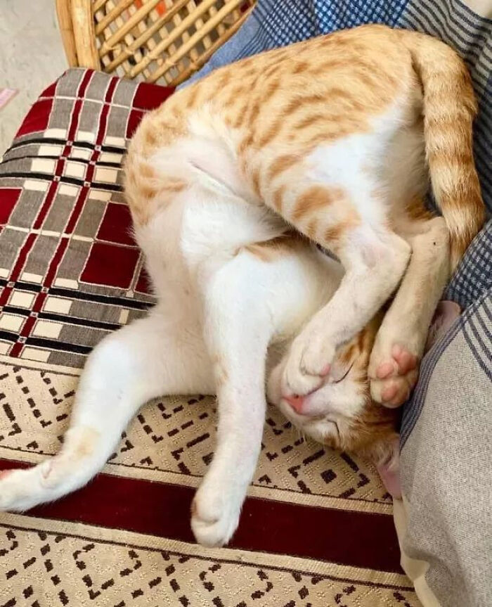 130 Cute And Derpy Pets That Look Like They Were “Assembled” Wrong 130 Cute And Derpy Pets That Look Like They Were “Assembled” Wrong