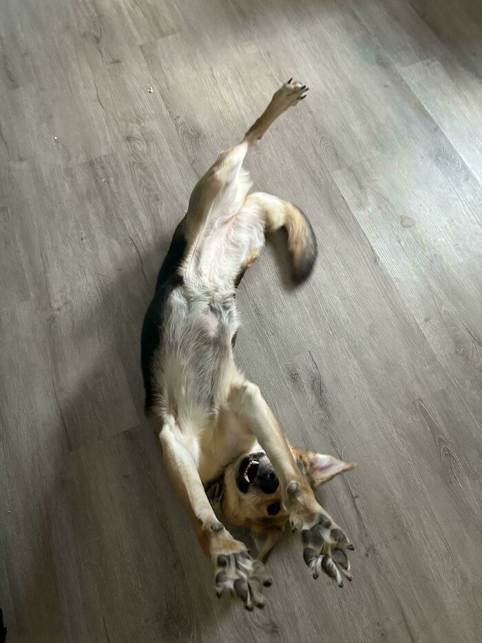 130 Cute And Derpy Pets That Look Like They Were “Assembled” Wrong 130 Cute And Derpy Pets That Look Like They Were “Assembled” Wrong