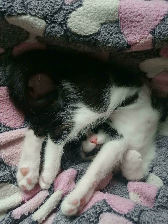 130 Cute And Derpy Pets That Look Like They Were “Assembled” Wrong 130 Cute And Derpy Pets That Look Like They Were “Assembled” Wrong