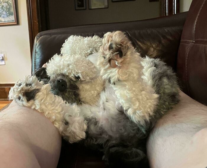 130 Cute And Derpy Pets That Look Like They Were “Assembled” Wrong 130 Cute And Derpy Pets That Look Like They Were “Assembled” Wrong