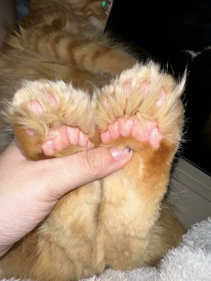 130 Cute And Derpy Pets That Look Like They Were “Assembled” Wrong 130 Cute And Derpy Pets That Look Like They Were “Assembled” Wrong